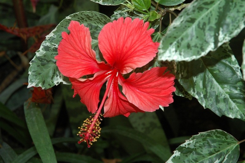 Hibiscus archeri photo 4