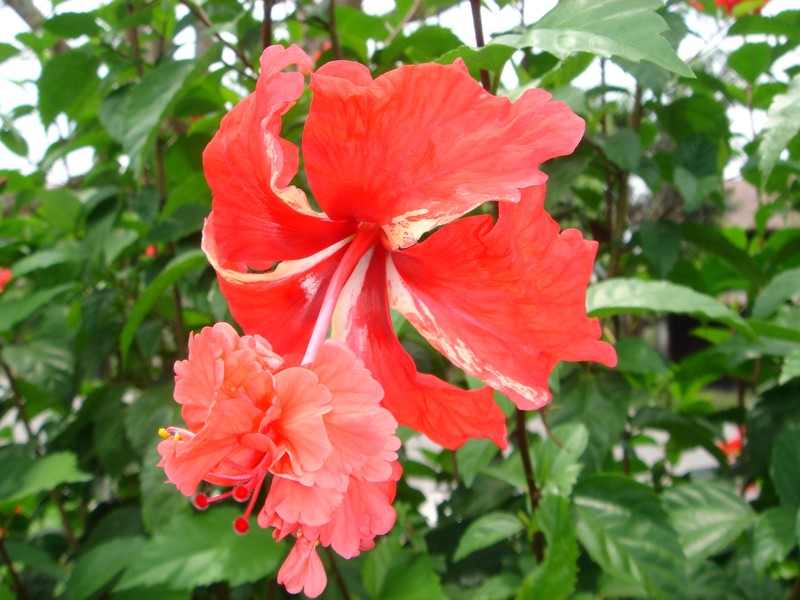 Hibiscus archeri photo 5