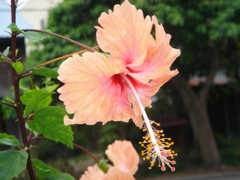 Hibiscus archeri photo 6
