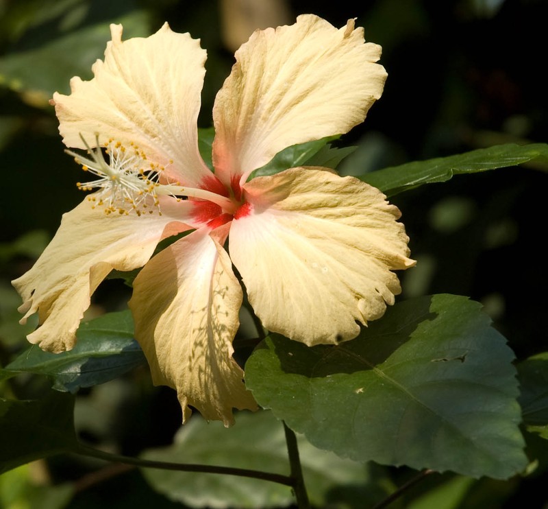 Hibiscus archeri photo 7