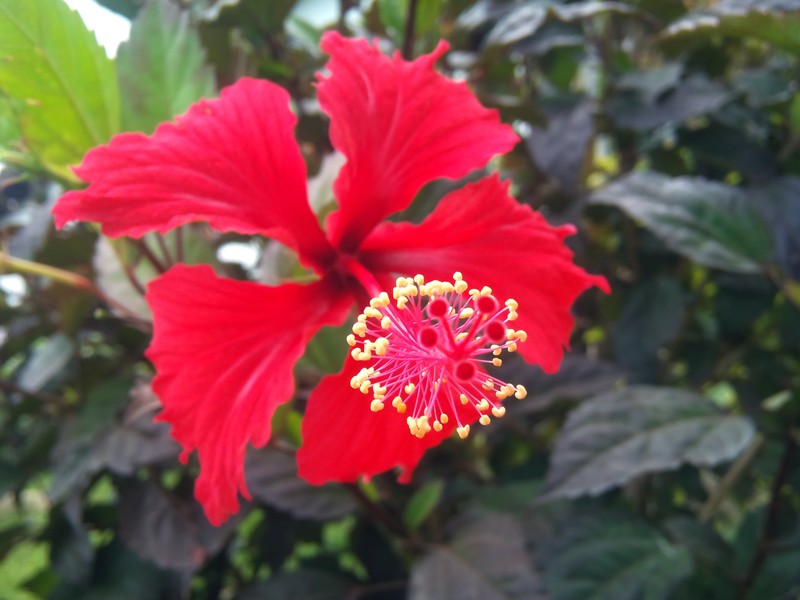 Hibiscus archeri photo 8