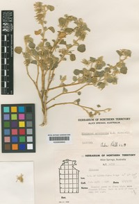 Hibiscus arenicola