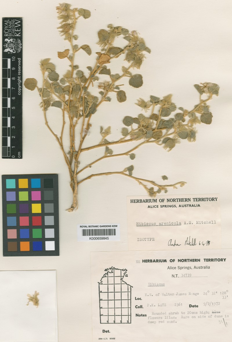 Hibiscus arenicola