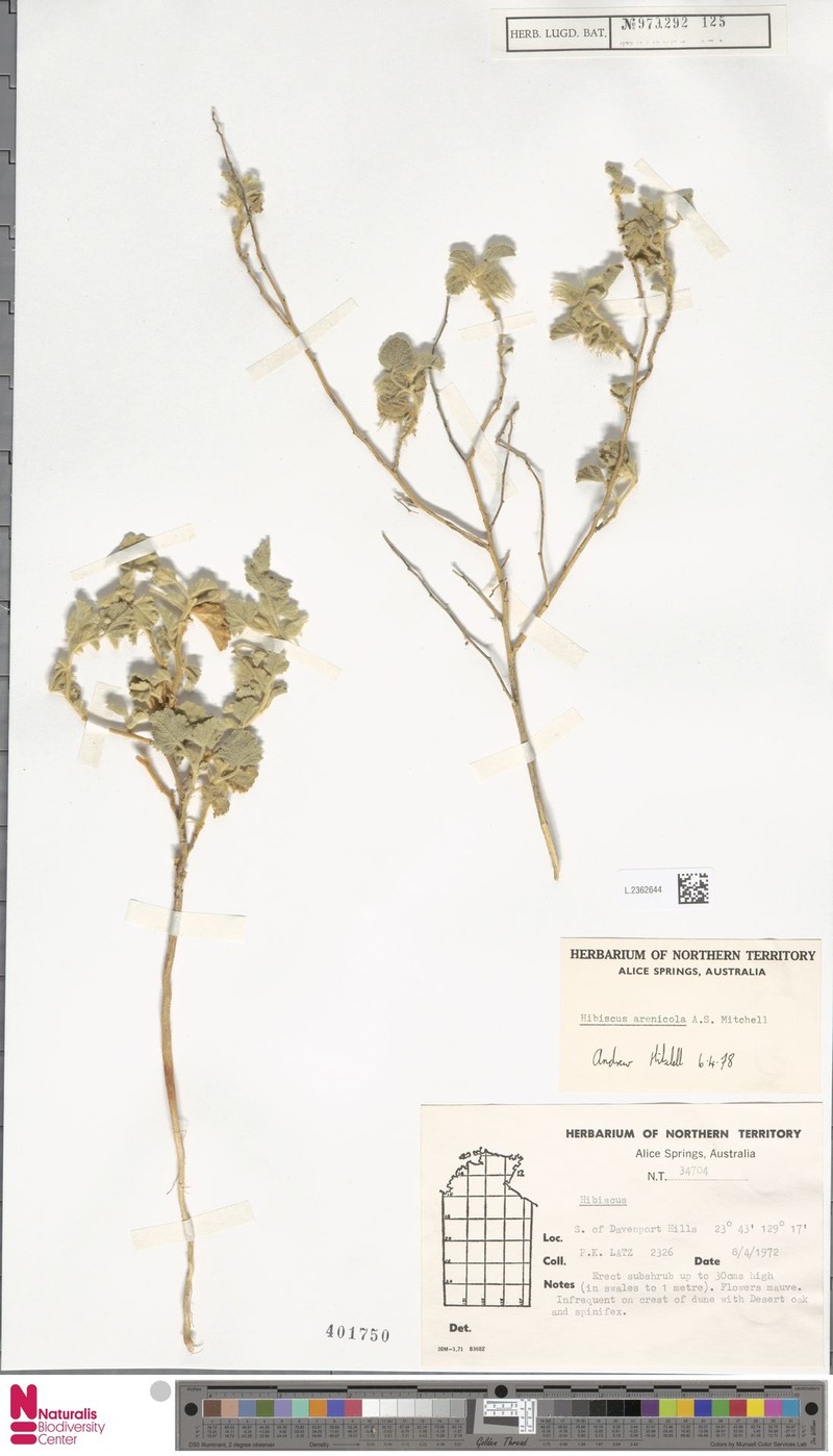 Hibiscus arenicola photo 2