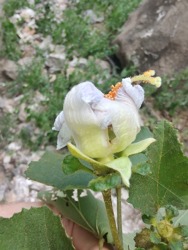 Hibiscus aridicola