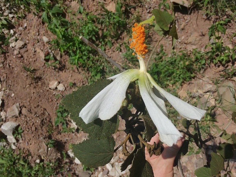 Hibiscus aridicola photo 2