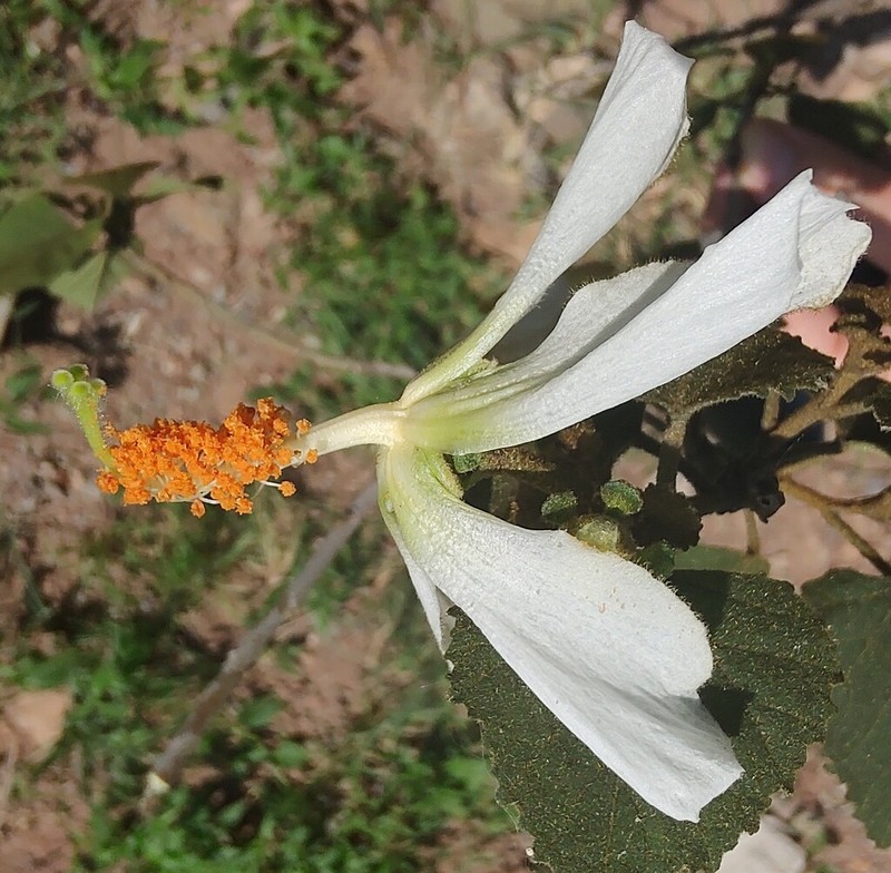 Hibiscus aridicola photo 3