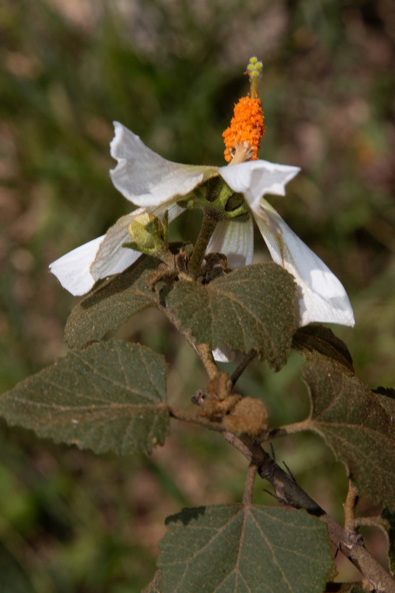 Hibiscus aridicola photo 4