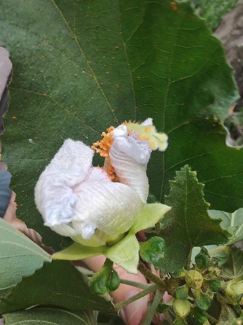 Hibiscus aridicola photo 5