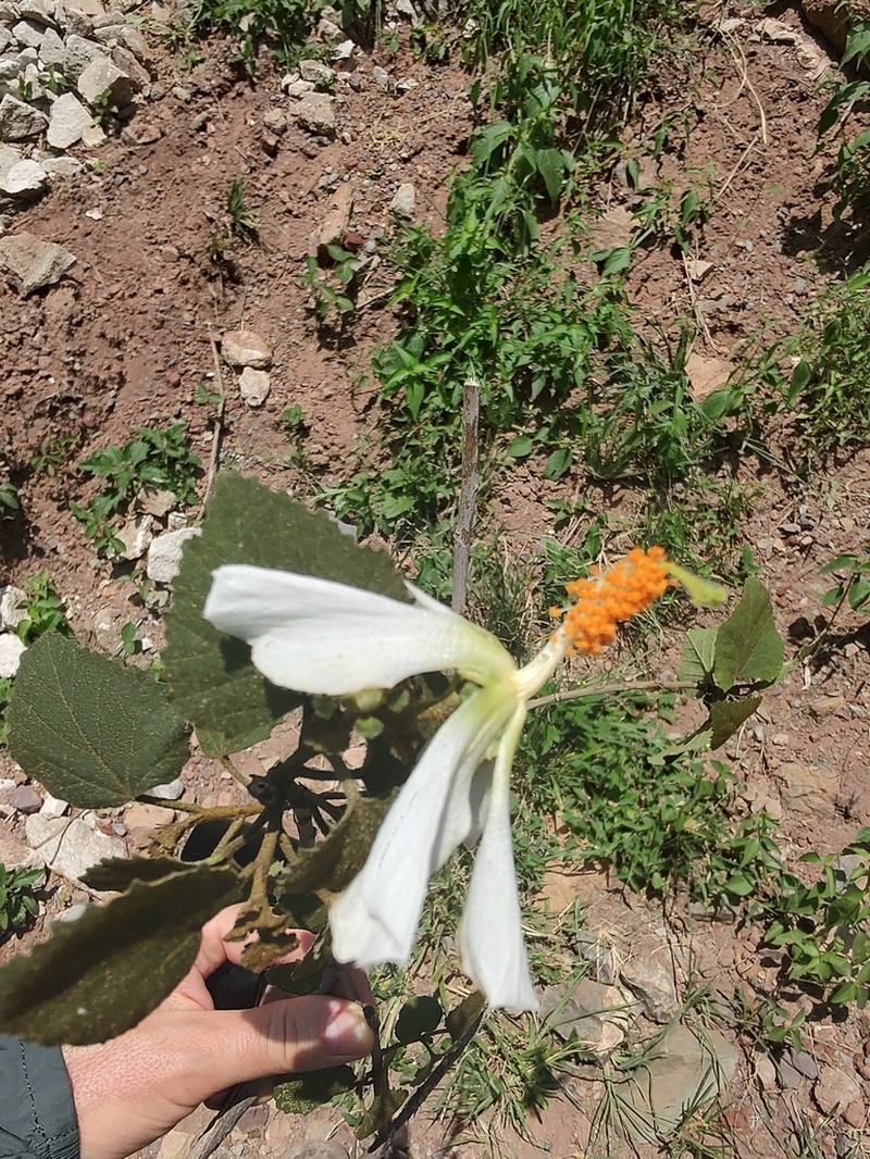 Hibiscus aridicola photo 6