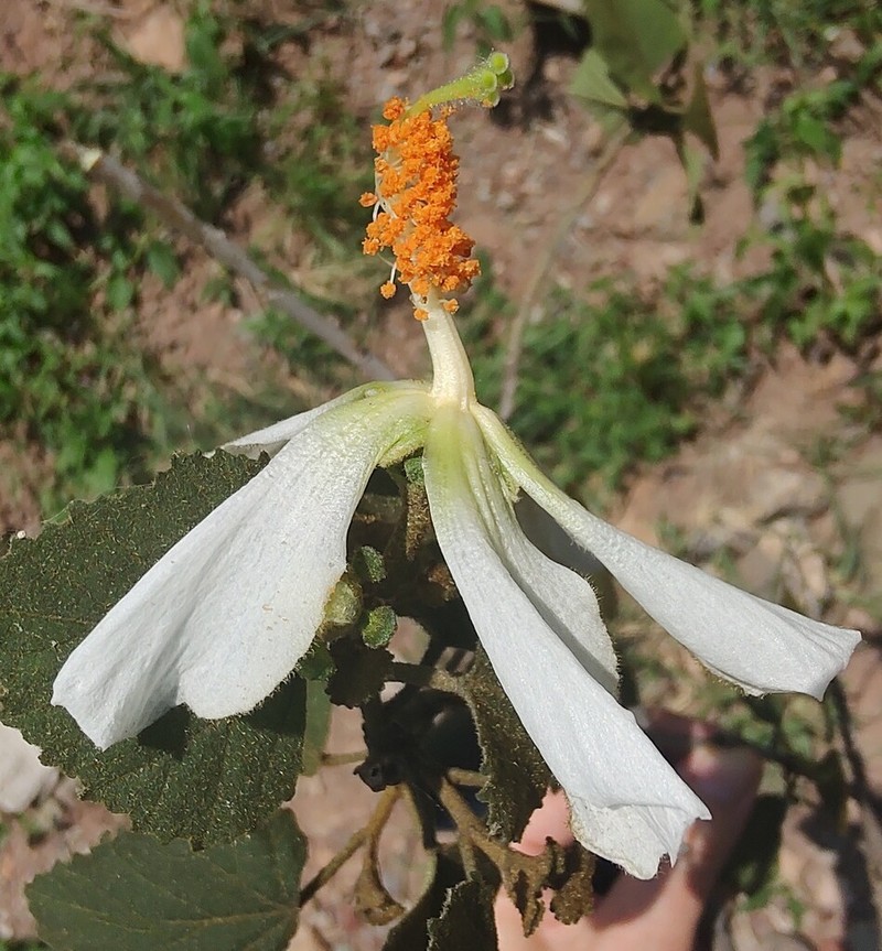 Hibiscus aridicola photo 7