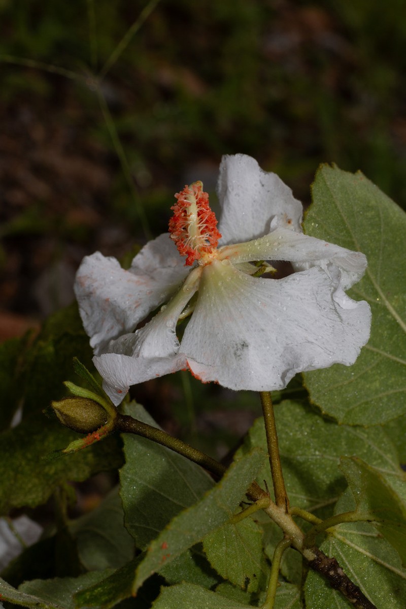 Hibiscus aridicola photo 8