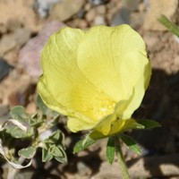 Hibiscus aridus