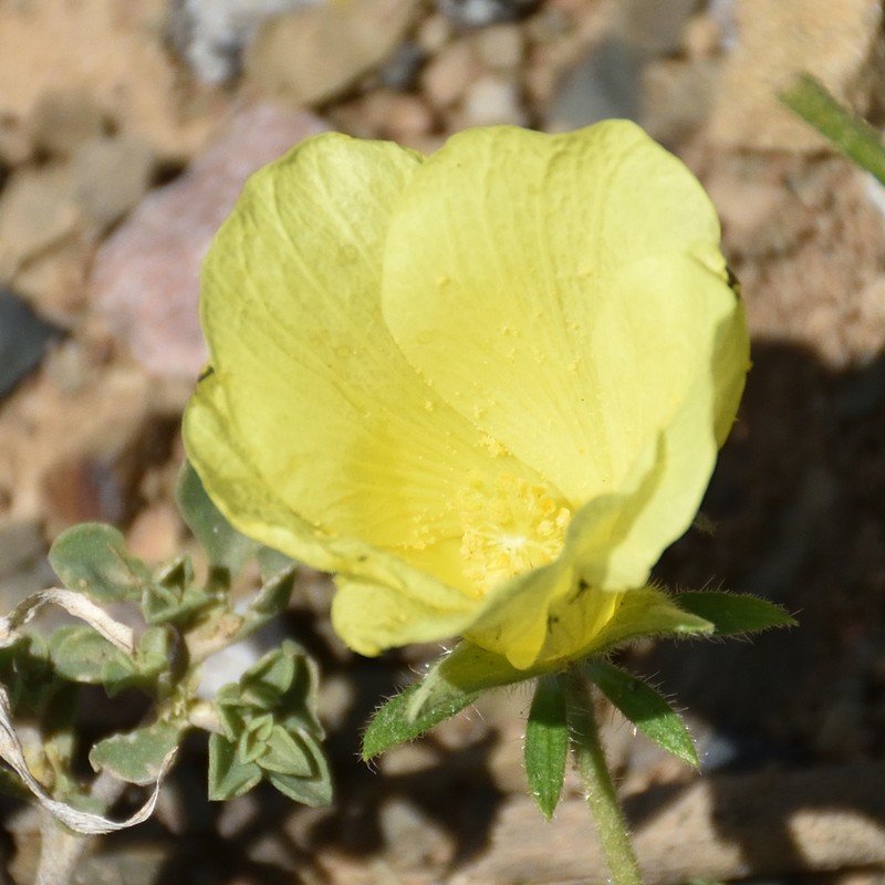 Hibiscus aridus