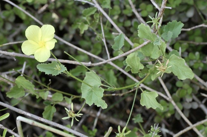 Hibiscus aridus photo 2