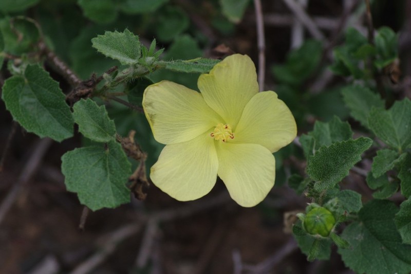 Hibiscus aridus photo 3