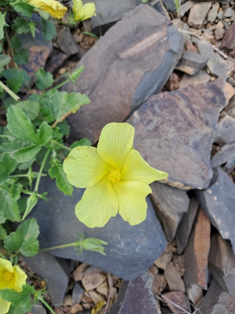 Hibiscus aridus photo 4