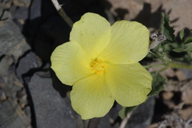 Hibiscus aridus photo 5