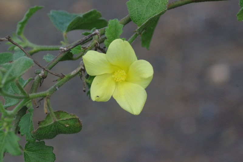 Hibiscus aridus photo 6