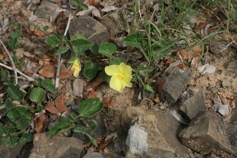 Hibiscus aridus photo 7