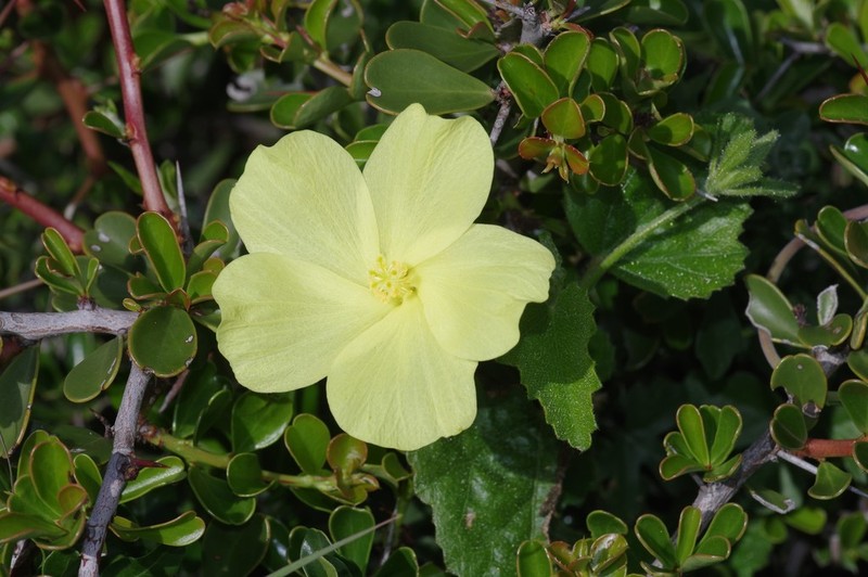 Hibiscus aridus photo 8