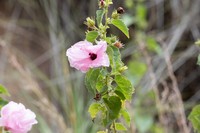 Hibiscus arnhemensis