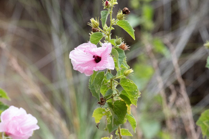 Hibiscus arnhemensis