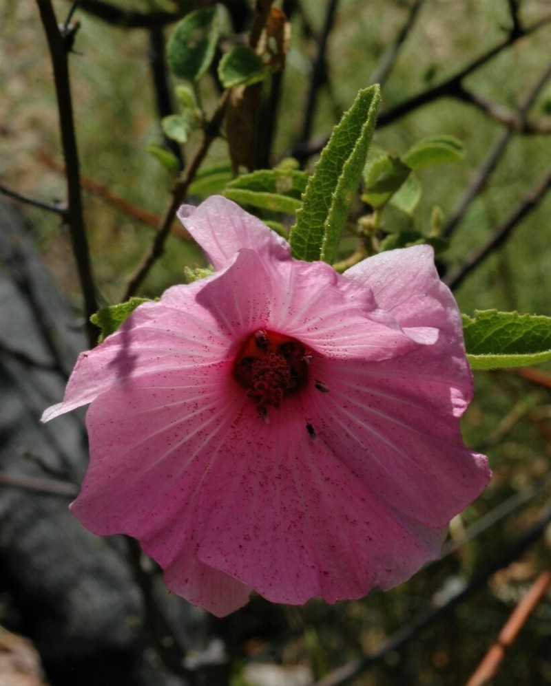 Hibiscus arnhemensis photo 3