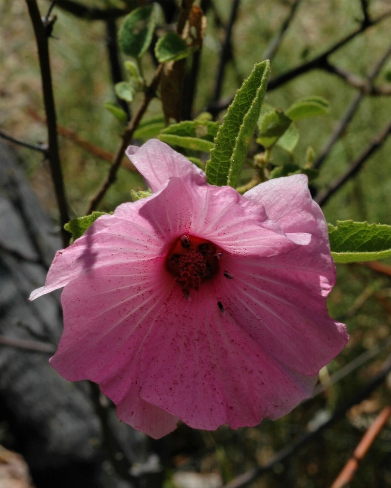 Hibiscus arnhemensis photo 4