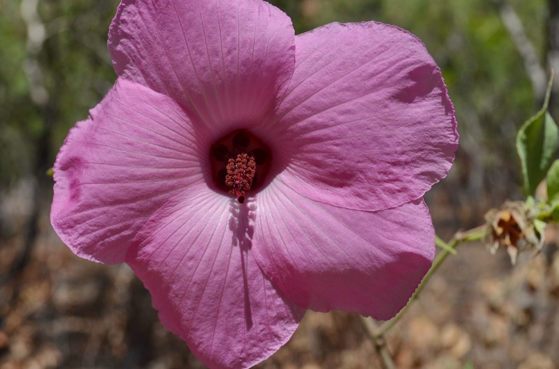 Hibiscus arnhemensis photo 5