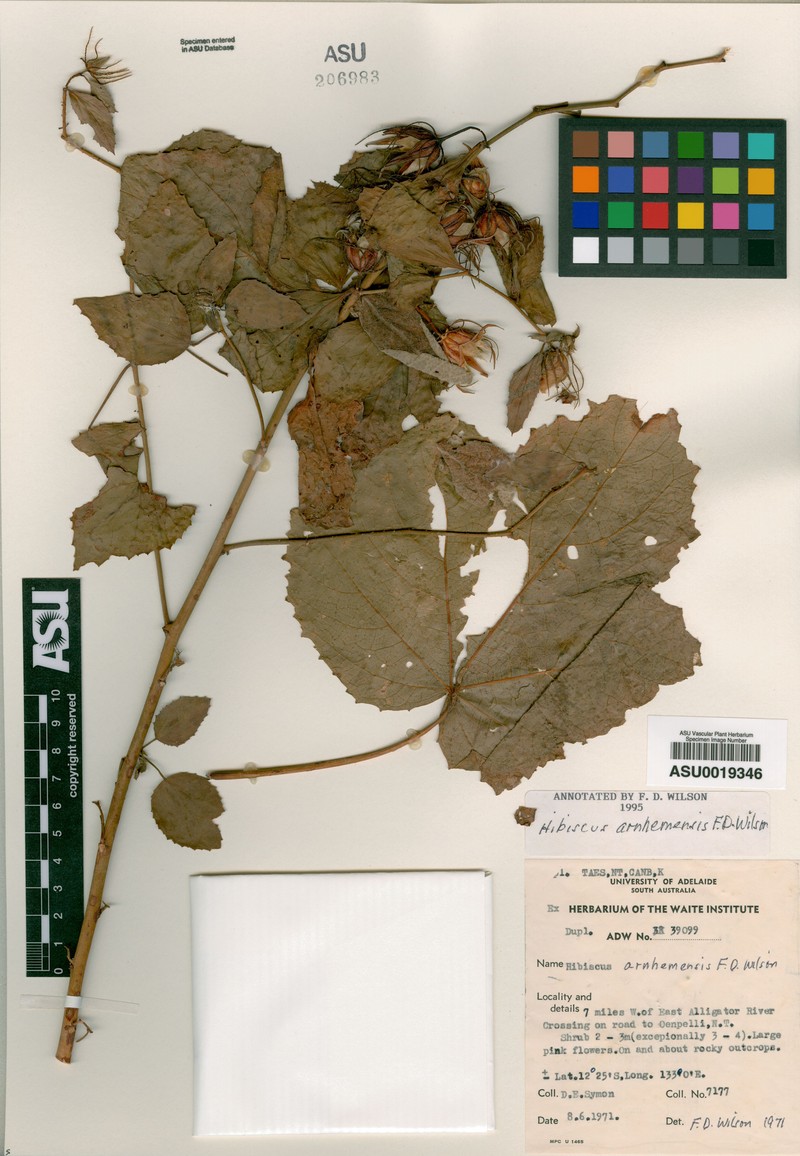 Hibiscus arnhemensis photo 8