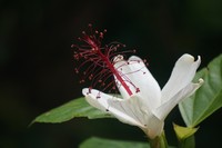 White Rosemallow