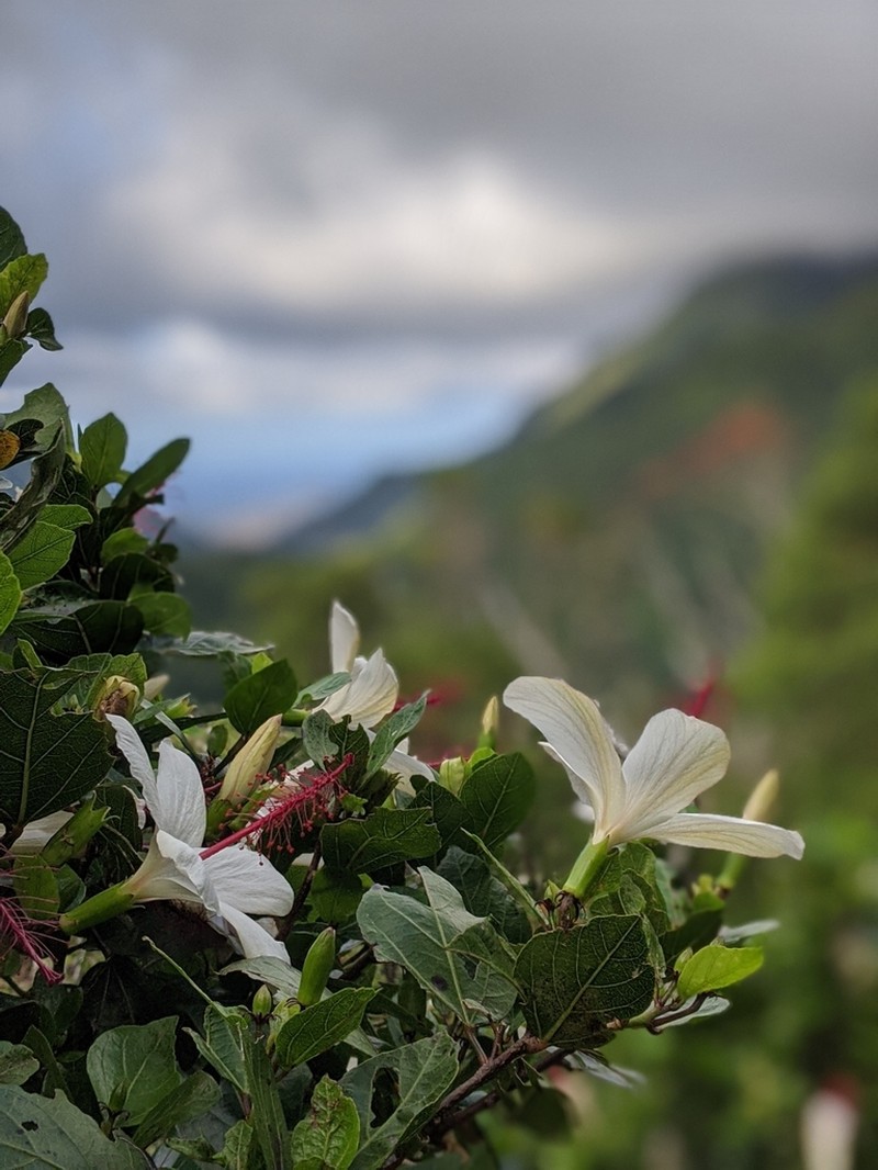 White Rosemallow photo 2
