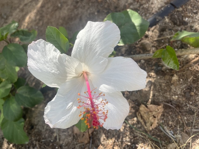 White Rosemallow photo 3