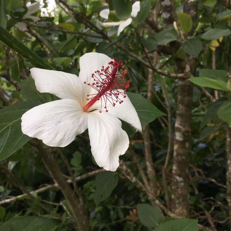 White Rosemallow photo 4
