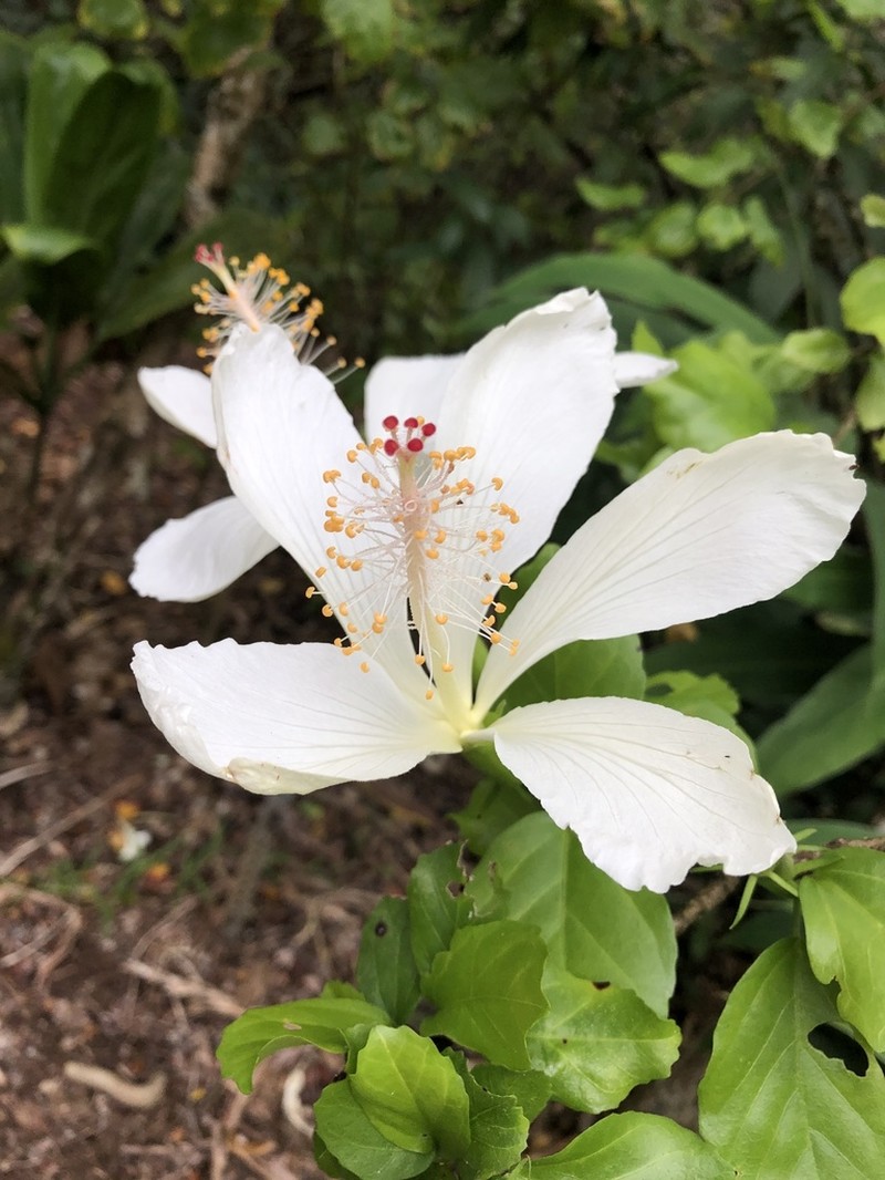 White Rosemallow photo 5