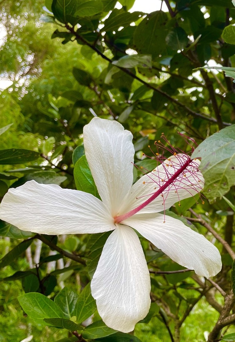 White Rosemallow photo 6