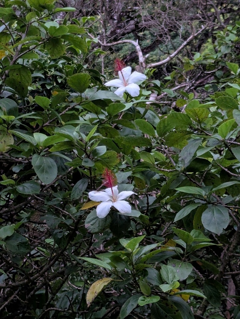 White Rosemallow photo 8