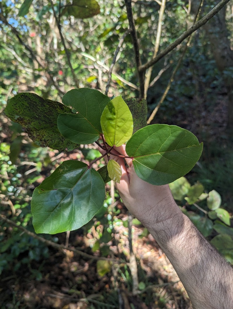 Hibiscus arnottianus subsp. arnottianus