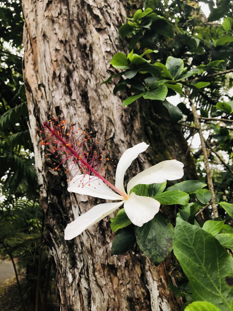 Hibiscus arnottianus subsp. arnottianus photo 2