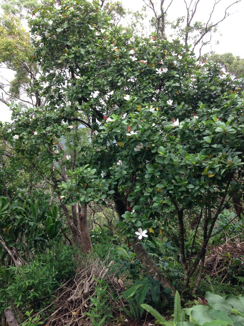Hibiscus arnottianus subsp. arnottianus photo 3
