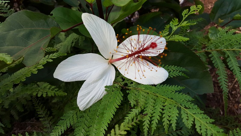 Hibiscus arnottianus subsp. arnottianus photo 4