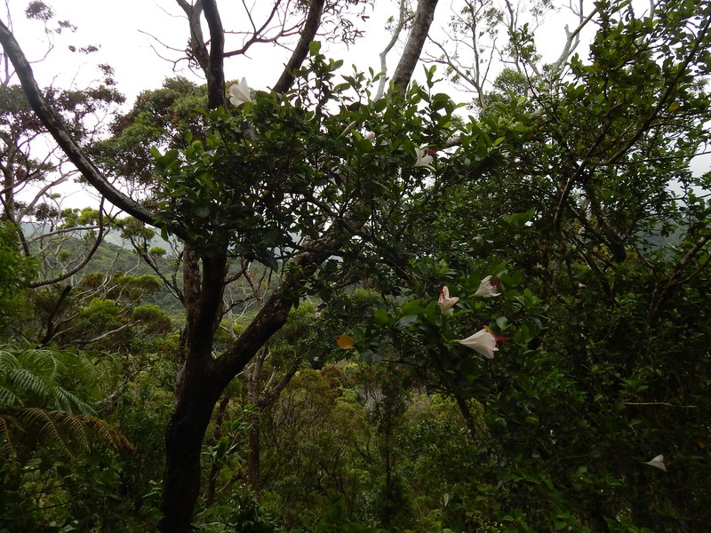 Hibiscus arnottianus subsp. arnottianus photo 5