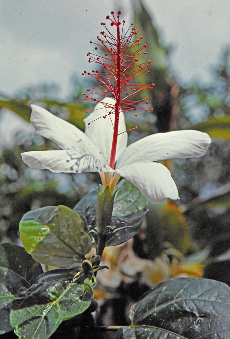 Hibiscus arnottianus subsp. arnottianus photo 6