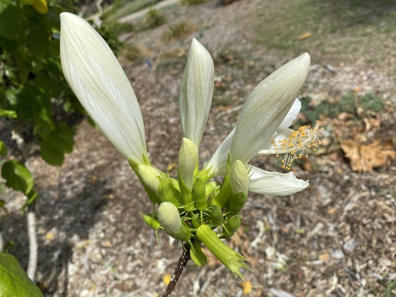 Hibiscus arnottianus subsp. immaculatus photo 4