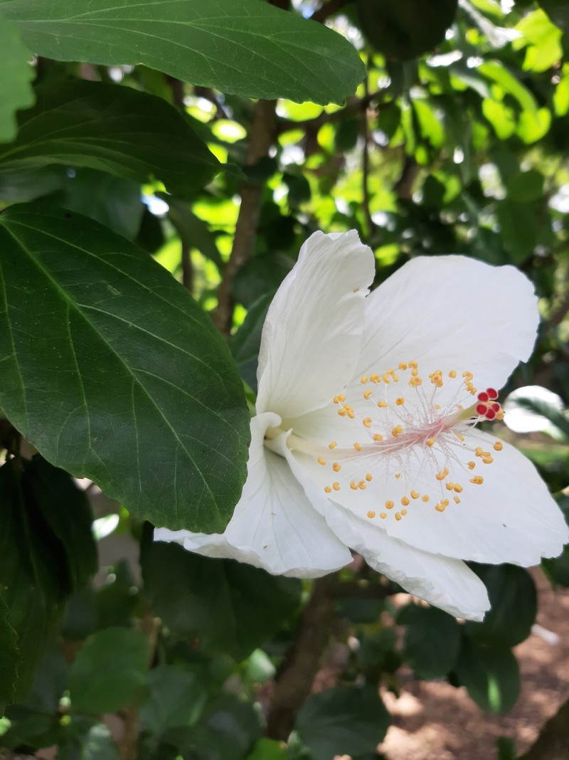 Hibiscus arnottianus subsp. immaculatus photo 5