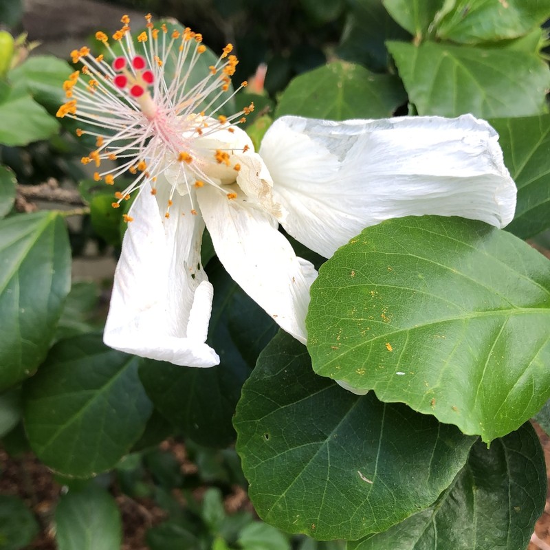 Hibiscus arnottianus subsp. immaculatus photo 6