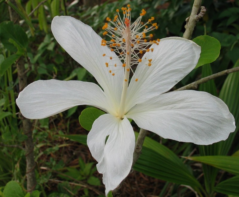 Hibiscus arnottianus subsp. immaculatus