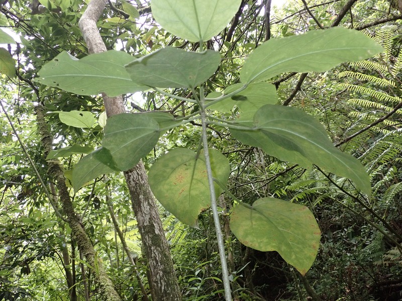 Hibiscus arnottianus subsp. punaluuensis