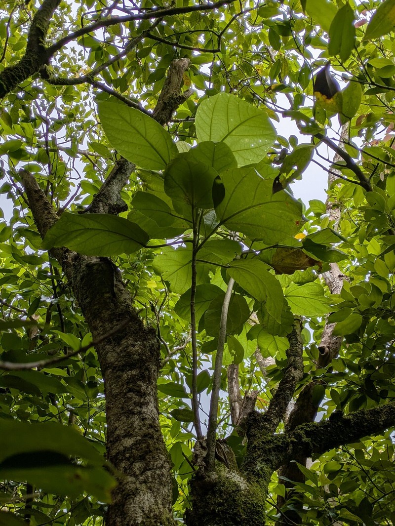 Hibiscus arnottianus subsp. punaluuensis photo 2